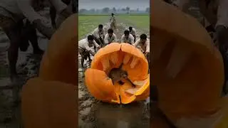 Rescue monkey From Giant pumpkin! #humanity#monkey #animals#pets#rescue