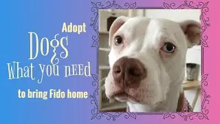 What you need to bring fido home (Things you need before adopting a dog/puppy)