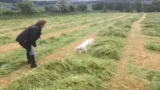 Why you should never let spaniels off lead before teaching recall!