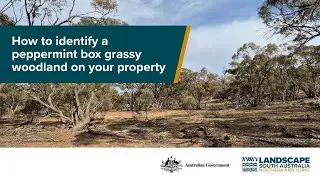 How to identify a peppermint box grassy woodland on your property