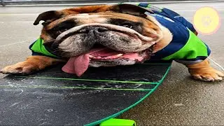 This Bulldog Fell in Love with Skateboarding and Now It's His Greatest Passion | You'll Be Amazed