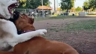 Cane Corso Fights Husky After Being Challenged At Dog Park