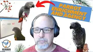 Parrot Enrichment and Agency
