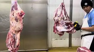 Beef Forequarter deboning