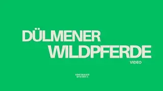 Dülmener Wildpferde Merfeld 2025
