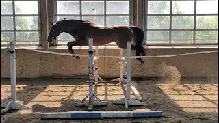 Reagan Jump Chute Training ** The Frame Sport Horses