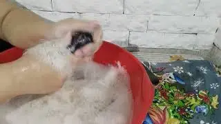 аист и дёготь