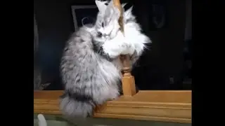 Cat Pole Dance
