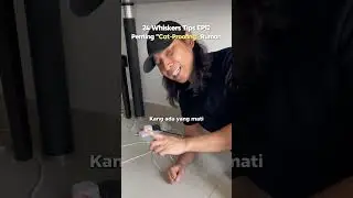 Whisker Tips Episode 12 | Pastikan rumah anda &lsquo;cat-proof&rsquo; untuk keselamatan kucing anda!