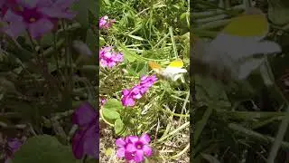 Male Orange Tip Butterfly Slow Motion. Brittany, France