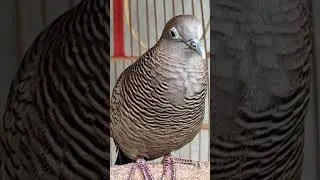 Local turtle doves have a crystal clear topcer sound for bait that responds immediately #shorts