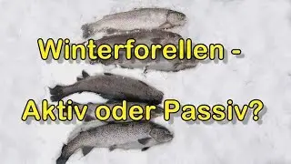 Winterforellen: Aktiv oder Passiv?