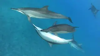 Good Morning from the Spinner Dolphins