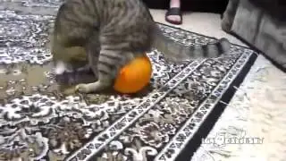 Котэ узнает основы электростатики
