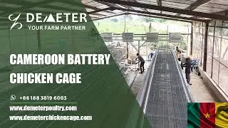 Battery Chicken Cage for Sale in Cameroon for Poultry Farmers--Cage de batterie en vente &agrave; Douala