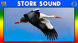 🦩 STORK SOUND - STORK SOUND EFFECT - SOUND OF STORK - NOISE OF STORK