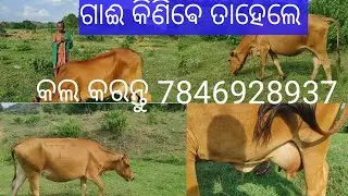 ଗାଈ କିଣିବାକୁ ଚାହୁଁଛନ୍ତି କି // How to buy milking cow for dairy farming//#arunvillagelife