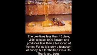 Life of Bees ~ A Highly Advanced Civilization Using Sacred Geometry and a Queen Who Provides for All
