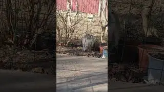 СМОТРИМ? + #cat #веселыекоты #прикольныекоты #catvideos #кот #видосыоткота #котик #cute #филя