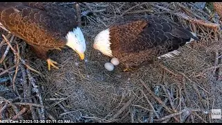 Bielik amerykański NEFL Eagle Nest - zmiana, Gabby & Beau  2025 12 30