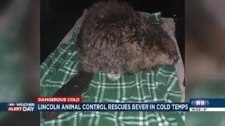 Lincoln Animal Control rescues beaver in central Lincoln