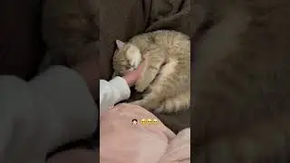 Cat: Dis Pillow Feels So Gud #Shorts (See Description)