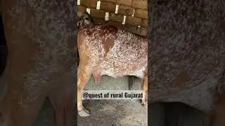 10,000 ka semen straw #gir renato
