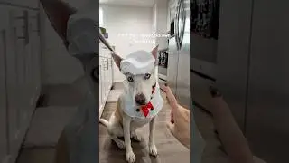 Что шеф-повар Юки приготовит дальше? 🐶🍳🧑🏼&zwj;🍳#собака #собачьишорты #питомцы #кулинария #смешно #соб...