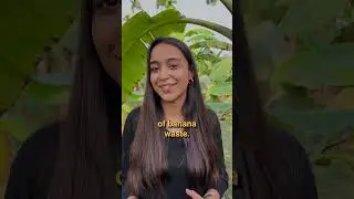 Banofi Leather | Leather Made From Banana Stems | Startup Stories