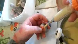 Karmic Aviaries Crop feeding baby parrots by Mick Blake Part 2