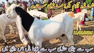 Tando Adam Bakra Mandi | Today update | Eid ul adha 2026 ka Mal | Patari gulabi bakriyan | 31/01/206