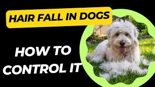 hair fall in dogs