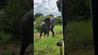 Angry Elephant 🐘 | Elephant crossing road  #shorts #safari #wildlife #wildanimals #elephant