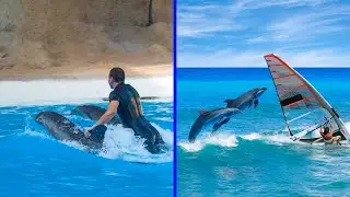 Why Dolphins are the Some of the MOST INTELLIGENT Animals on Earth!