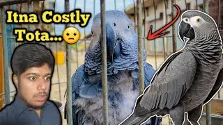 African Grey Parrot Price  In Market 2024 || Bird Market Video 2024 || Parrot Videos
