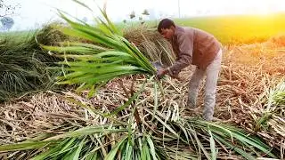 🌱 Сладкий успех: как сажать, выращивать и собирать сахарный тростник