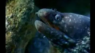 Natura e Cultura parte 1 - Area Marina Protetta Capo Rizzuto