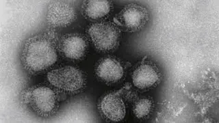 Schools join the fight against the flu
