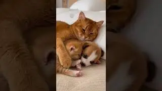 Kitten comforts a crying Puppy 🥺🐱🐶 Gentle Paw Massage #Kitten #Puppy #Cat #animals #wildlife #funny