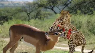 ANM_Hungry Leopard Hunting Antelope Caught On Film In Rare Moment ►Tiger Hunts Pigs In The Wild