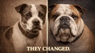 How These 5 Dog Breeds Changed Over Time