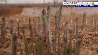 コメ作りの農業法人が冬場の作業として取り組む、真冬に収穫するアスパラガス栽培　その味は？