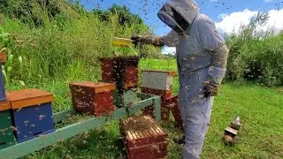 Maui Bee Farm caught 2 Bee Swarms