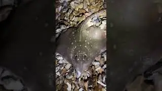 Thornback Ray. #fishing #fish #ukfishing #ukseafishing #ray
