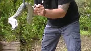 tigersnake
