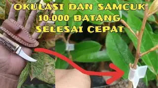 Pisau Grafting Material Baja HSS : Cepat dan Mudah Okulasi dan Sambung Pucuk Tanaman