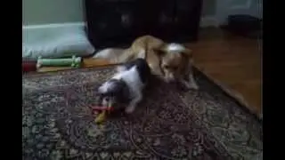Agape Adoptable, SCOUT, Discovers Chew Toys