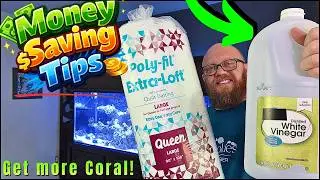 How I Save Money running my Reef Tank and you can too!