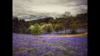 Bluebells captured by Instagram photographers in West Midlands woods