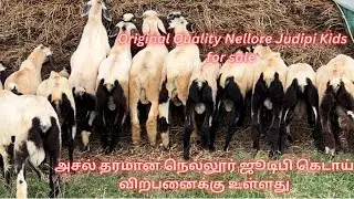 Nellore Judipi Kids for Bakrid 2024